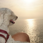 L&eacute;ozinho vendo o p&ocirc;r do sol