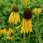 Echinacea paradoxa
