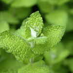 mint...たぶんアップルミント