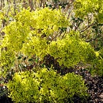 Petrified Forest 122