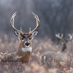 White-tailed Buck