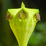 Ceropegia monteroiae flower