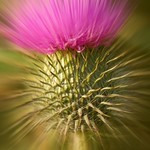 thistle explosion
