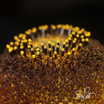 Needles and pins ♪