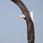American Bald Eagle in Flight [4111]