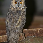 Bufo-pequeno, Long-eared Owl (Asio otus) )