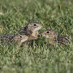Thirteen-lined Ground Squirrels