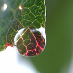 Water drop leaf