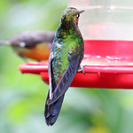 Magnificent Hummingbird (Eugenes fulgens)