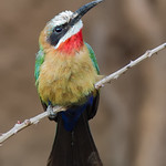 White Fronted Bee-Eater - Merops bullockoides
