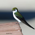 Male Violet-green Swallow
