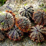SEA URCHINS