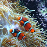 Clownfish