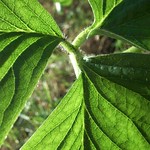 strawberry (leaves) forever !