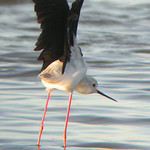 Black-winged Stilt, Titchwell (Norfolk), 9-Sep-04
