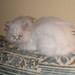 Katze von Mam II