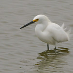 Snowy Egret Skimming Surface - 3