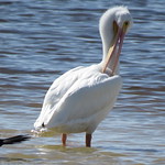 The American white pelican (Pelecanus erythrorhynchos)