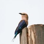 Blue-bellied Roller