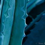 Blue Agave I
