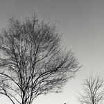 monochrome trees