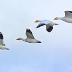 Snow Geese