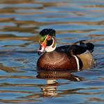 Wood Duck - Male (Aix sponsa)