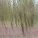 ... there's magic whispers in the woods ...