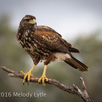 Immature Harris's Hawk