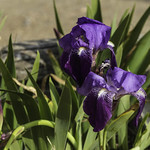 Les premiers ! (the first ones !)