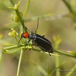319A3370 Margined Blister beetle - Epicauta sp. - Meloidae UAE