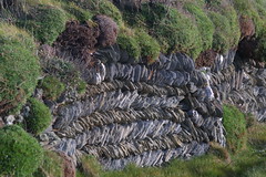 Stone wall in Cornwall