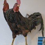 Two headed rooster