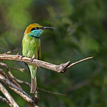 Green Bee-eater - Merops orientalis
