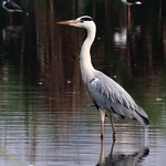 Grey Heron (Ardea cinerea)