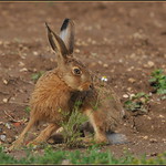 Li&egrave;vre d'Europe ( Lepus europaeus )