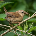 Dinner is served 500_0071.jpg