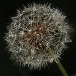 Dandelion seeds