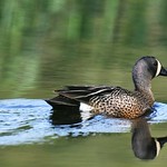 Sarcelle &agrave; ailes bleues m&acirc;le--Blue-winged teal male(Anas discors)