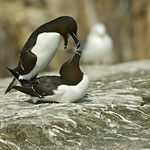 RAZORBILL