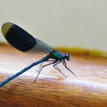 Dragonfly took a wrong turn into my home