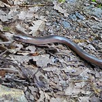 Penzance Tremenheere Sculpture Garden1 Sloworm
