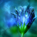 DAY 167. Green and Blue