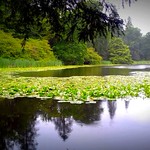 Lilly Pond
