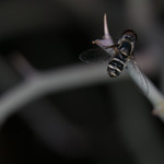 Fly Macro