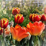 Toronto Ontario ~ Canada ~ Edwards Botanical Gardens ~ Rose Tulip with Bokehs