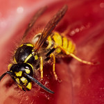 Macro-2018-08-14 11.45.01