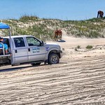 Horse Tours at the Currituck National Wildlife Refuge