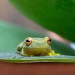 Galumph went the little green frog 🐸