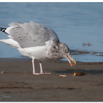 American Herring Gull
